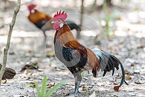 Thai chicken bantam