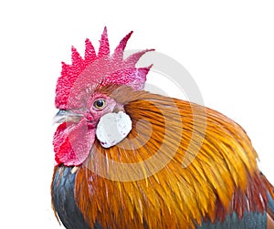 Thai chicken (Red Junglefowl)