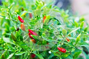 Thai chilli tree agriculteral in organic farm