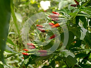 Thai chilli tree.