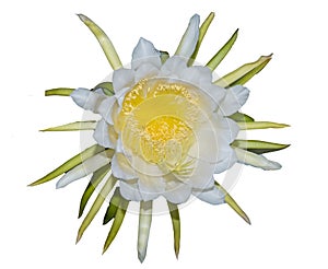 THAI Climbing cactus flower,In Thailand is called `BOTAN Flower` isolated on white