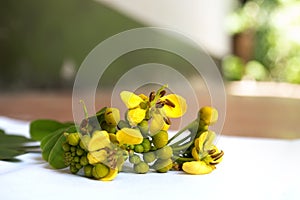 Thai copper pod flower on white background with soft shadow.