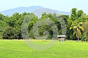 Thai cottage and green rice field