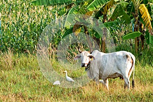 Thai cow and cattle egrets