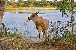 Thai Cow eating by a Lake in Isaan