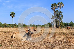 Thai cow relaxing in the field with blue sky