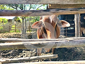 Thai cows are trapped in the pen