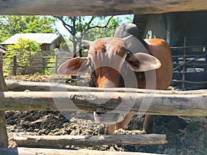 Thai cows are trapped in the pen