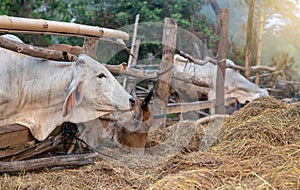 Thai cows in a wooden enclosure eating rice straw