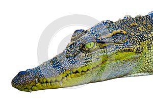 Thai crocodile with white background