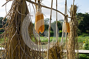 Thai culture in farm photo