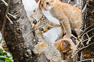 Thai cute naughty cat