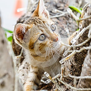 Thai cute naughty cat