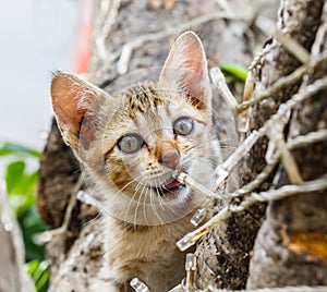 Thai cute naughty cat