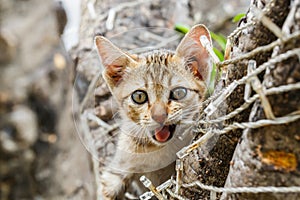 Thai cute naughty cat