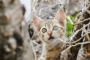 Thai cute naughty cat