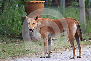 Thai dog