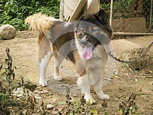 Thai dog Bangkaew