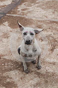 Thai dog breed sitting yawning facing the camera