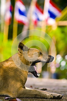 Thai dog gape photo