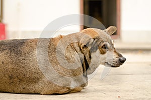 Thai dog lay down in temple