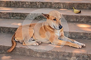 Thai dog lay down in temple