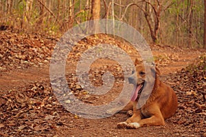 Thai dog layâ€‹ downâ€‹ on the ground in the forest feeling sleepy and sticking out his tongue.