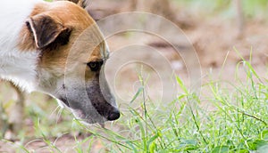 Thai dog lick and eat grass