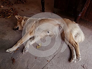 Thai dog is lying on the floor. photo