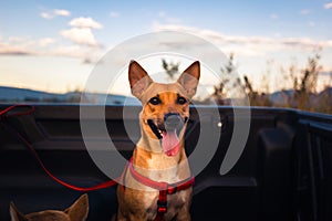 Thai Dog in Pickup Truck Wait to Travel Around