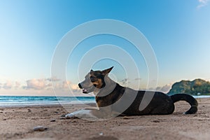 Thai dog sitting on the beach