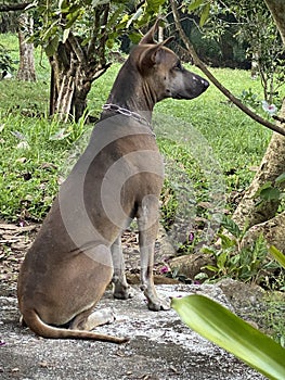 Thai dog sitting on floor of house