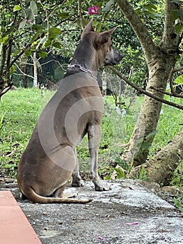 Thai dog sitting on floor of house