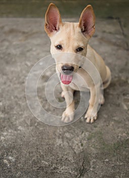 Thai dog sitting and protruding tongue