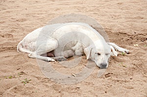 Thai dog sleeping on sand