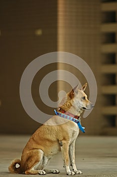 Thai domestic dog sit and wait for further command