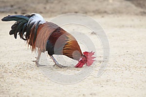 Thai domestic little male eating rice paddy on ground photo