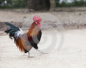 Thai domestic low red jungle fowl standing on ground