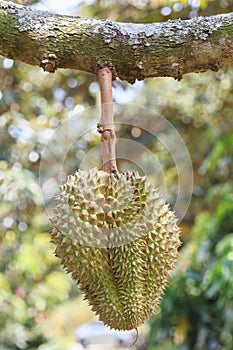 Thai Durian, tropical fruit on tree