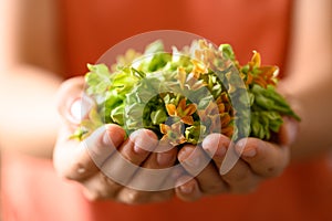 Thai edible flowers (cowslip creeper, Tonkin jasmine or Pakalana vine) with hand