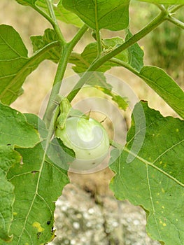 Thai Eggplant