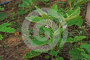 Thai eggplant, a fruiting vegetable plant normally use in Thai cusine