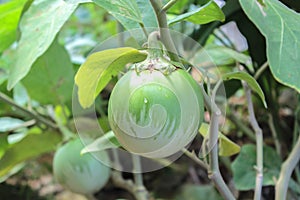 Thai eggplant on the tree