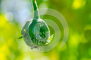 Thai eggplant  with water droplets on a sunny day