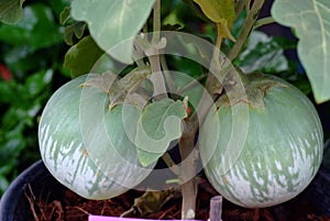 Thai Eggplant, Yellow berried nightshade