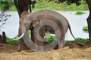 Thai Elephant at Ayutthaya Thailand