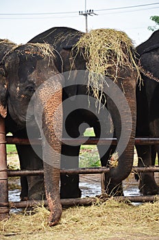 Thai Elephant at Ayutthaya Thailand