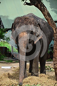 Thai Elephant at Ayutthaya Thailand