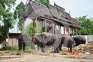 Thai Elephant at Ayutthaya Thailand