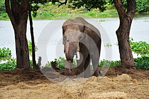 Thai Elephant at Ayutthaya Thailand